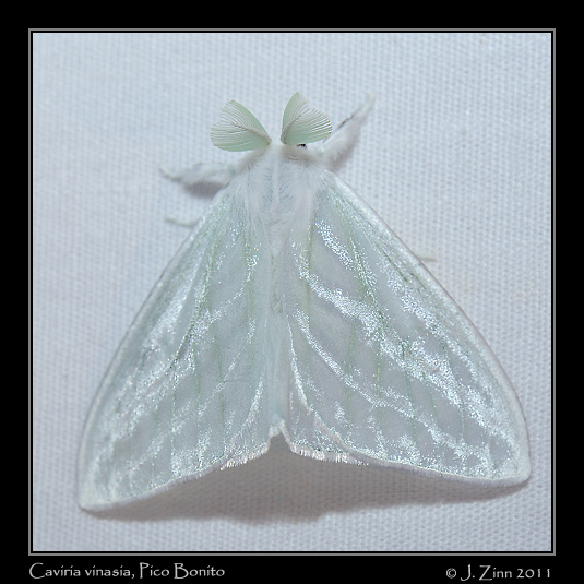 Caviria vinasia_2528a